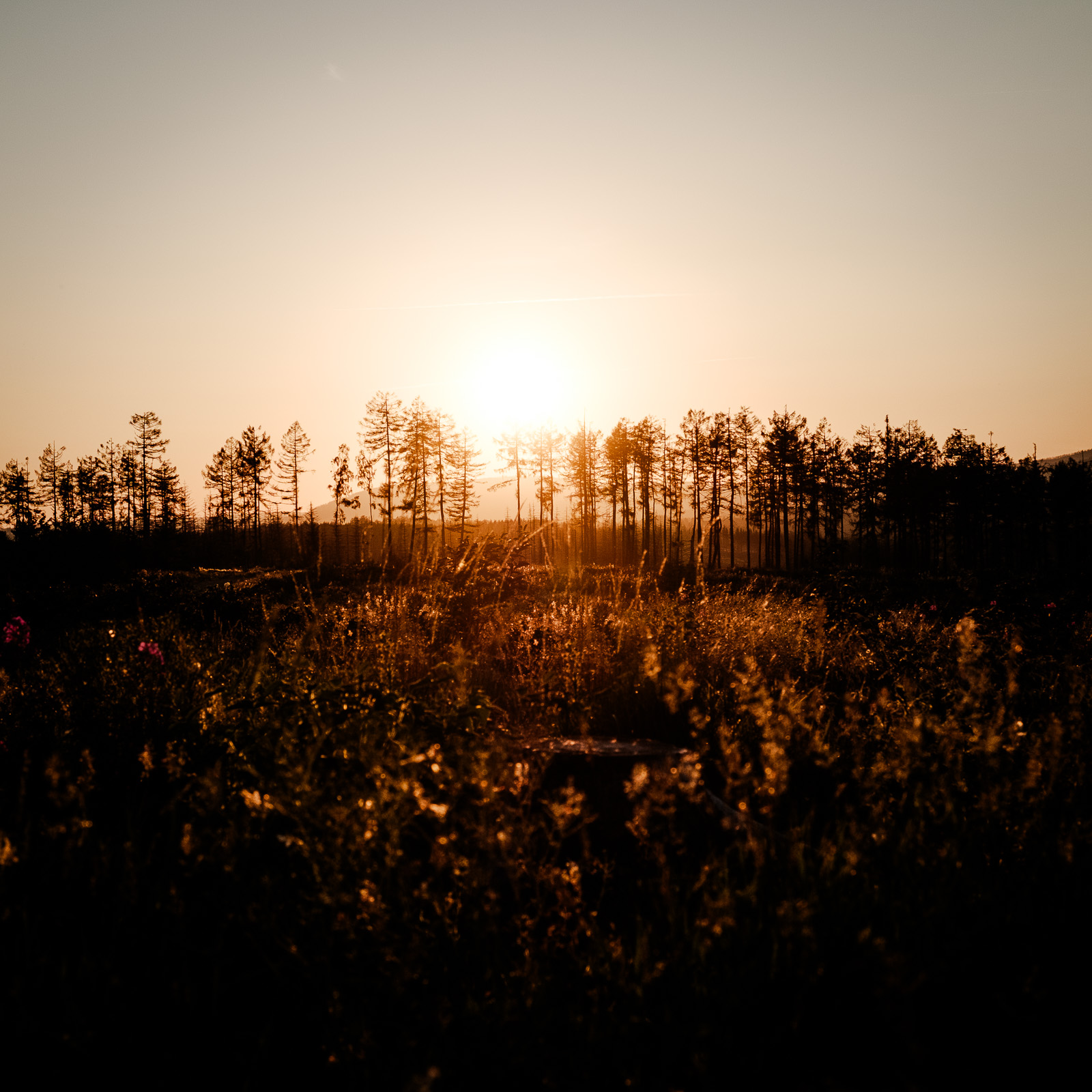 Harz